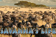 Savanna's Life