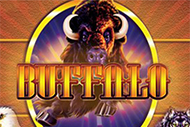 Buffalo