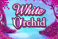 White Orchid