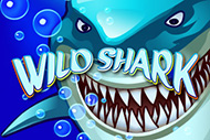 Wild Shark